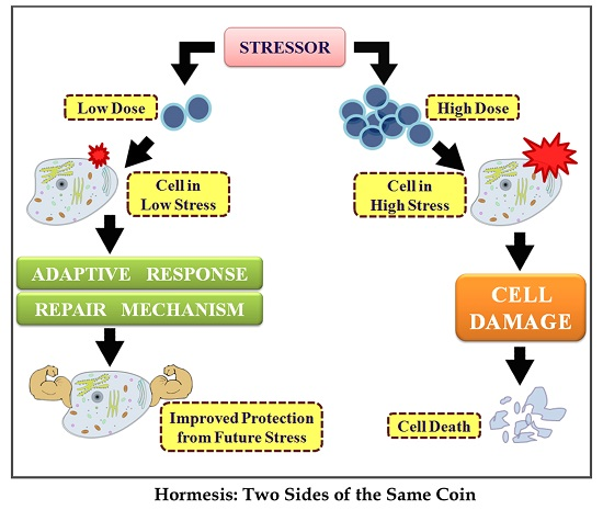 Hormesis diagram: low dose triggers adaptive response and repair, high dose causes cell damage